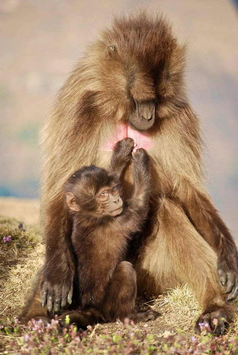 Illustration for article titled Gelada monkeys offer evidence that abortion is part of evolutionary fitness